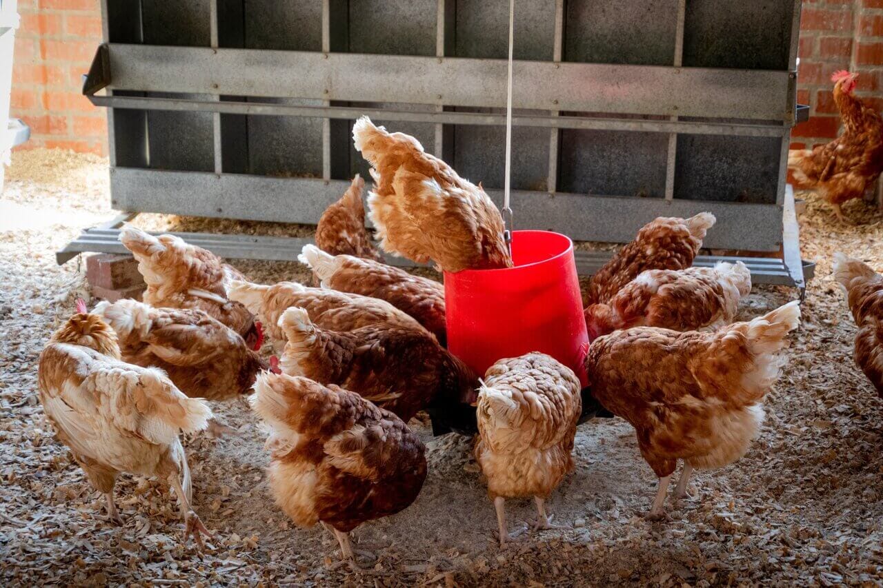 RE Poultry seasonal worker scheme